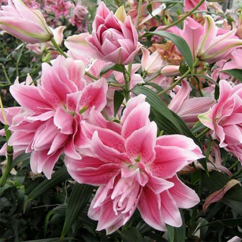 进口东方百合种球大全百合花种子盆栽地栽庭院多年生对版 伊莎贝拉 1球 周长16-18cm