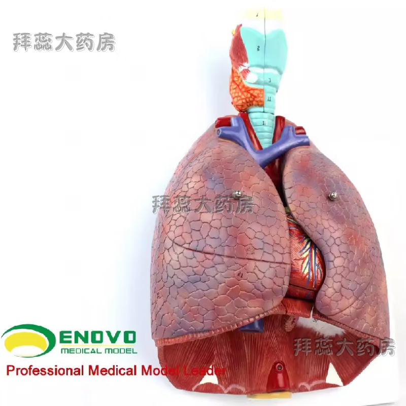 颐诺人体喉心肺解剖模型呼吸心脏耳鼻喉胸外科心脏肺段 人体喉心肺解剖模型