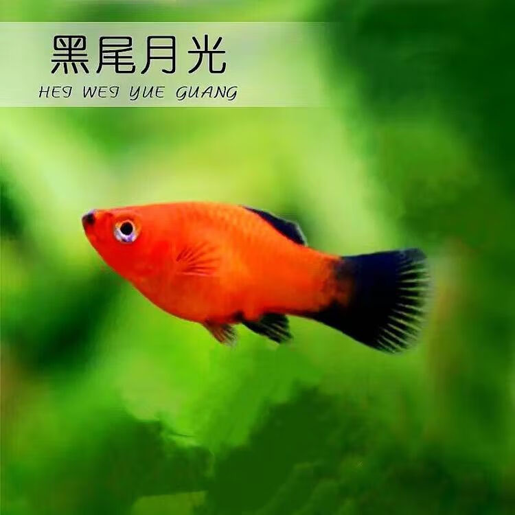 左格精品熊猫鱼中国红月光鱼热带鱼观赏鱼新手鱼好看好养胎生混养网红
