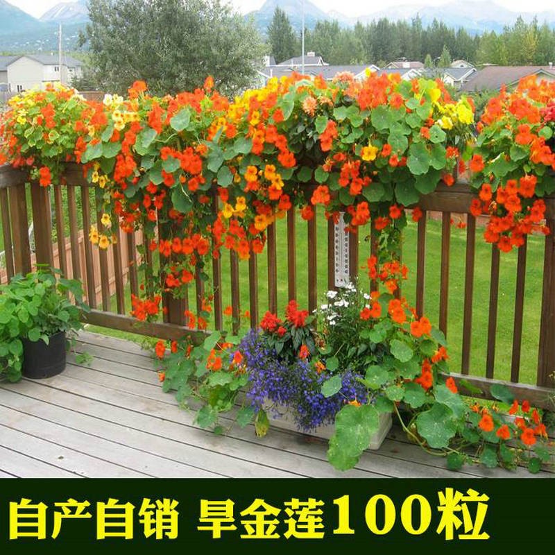 京腾花卉 花种子旱金莲多年生春秋季播种阳台室内外观赏盆栽旱荷花 混