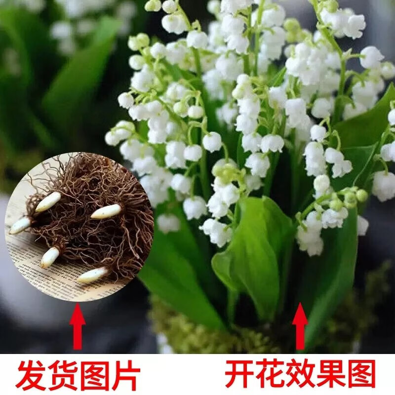 铃兰花苗带芽带根带花苞盆栽耐寒植物种球花卉绿植四季开花玲 铃兰带芽5棵+肥料 不含盆