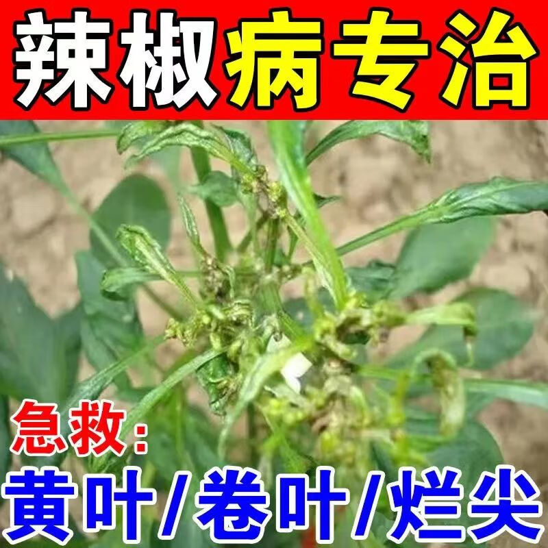 辣椒专用药高产套餐辣椒病病毒病卷叶病花叶黄叶病烂尖农药杀菌剂 50g