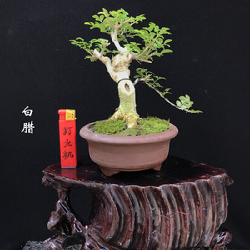 soumiety精品对节白腊老桩 白蜡盆景 办公桌阳台绿植盆栽  白蜡盆栽