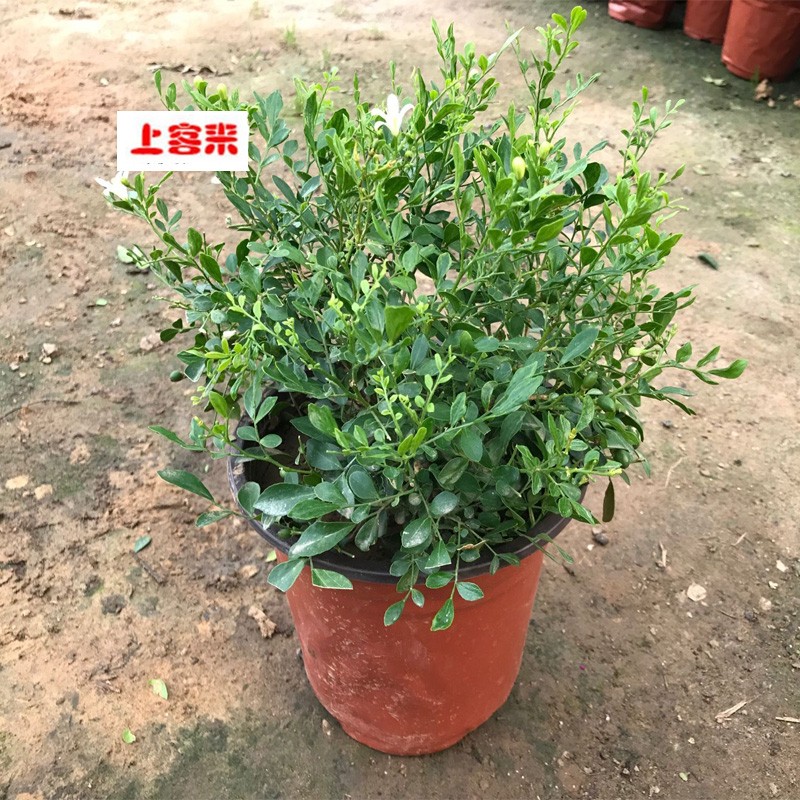 九里香盆栽盆栽九里香树苗九里香树苗千里香树苗盆栽大苗当年开花四季