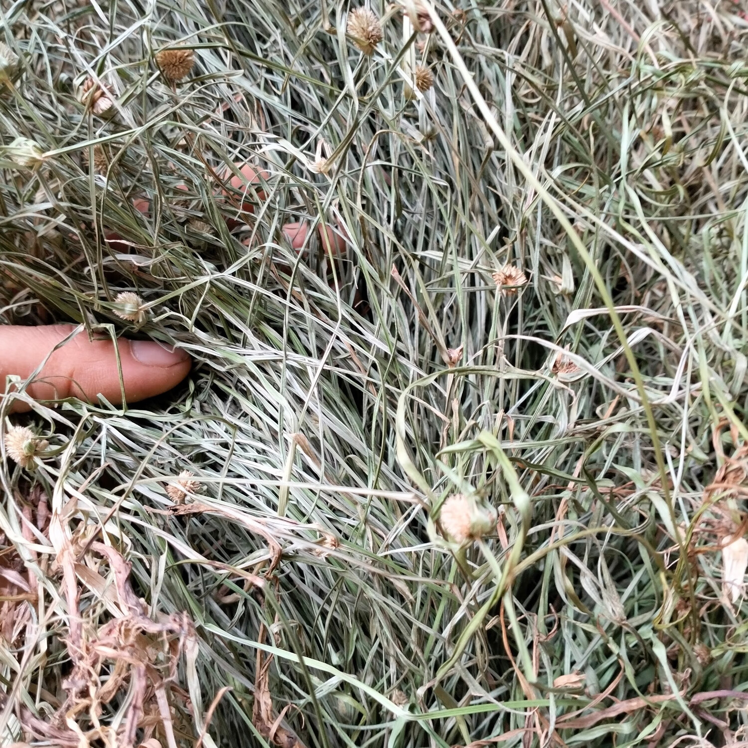 野生水蜈蚣草寒气草 散寒草 一箭球 三荚草 金纽草 三箭草 三星草 水蜈蚣干品半斤