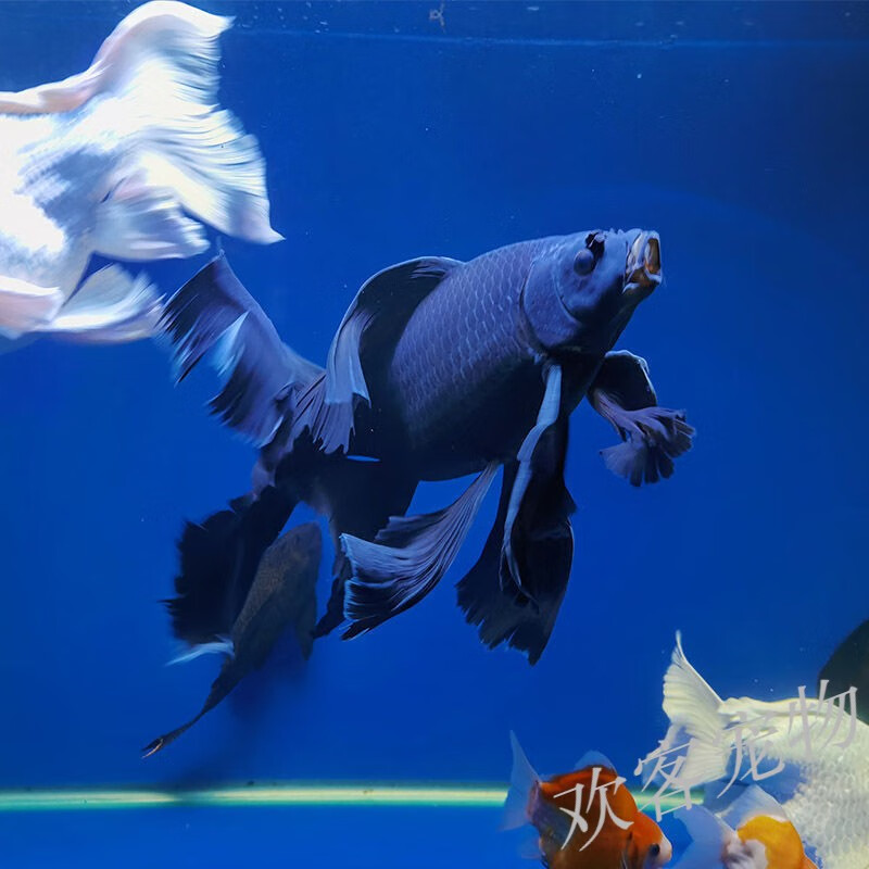 黑彗星黑金锦鲤鱼黑色活鱼冷水龙凤乌金长短尾好养锦鲤 大于等于5厘米