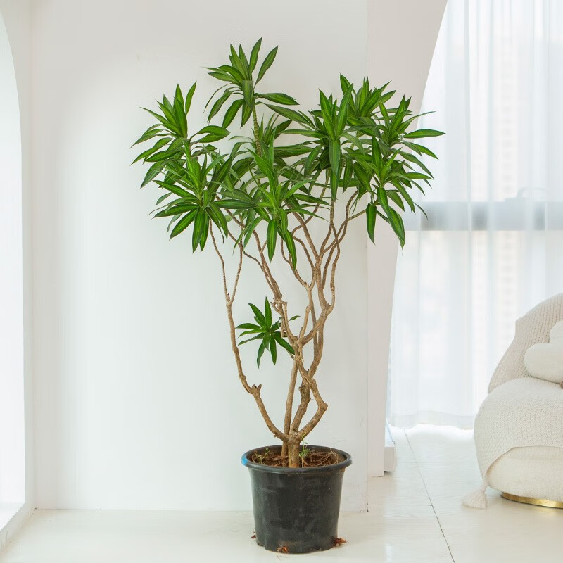 金心百合竹盆栽老桩简约造型好养室内大型客厅绿植轻奢阳台植物 高130