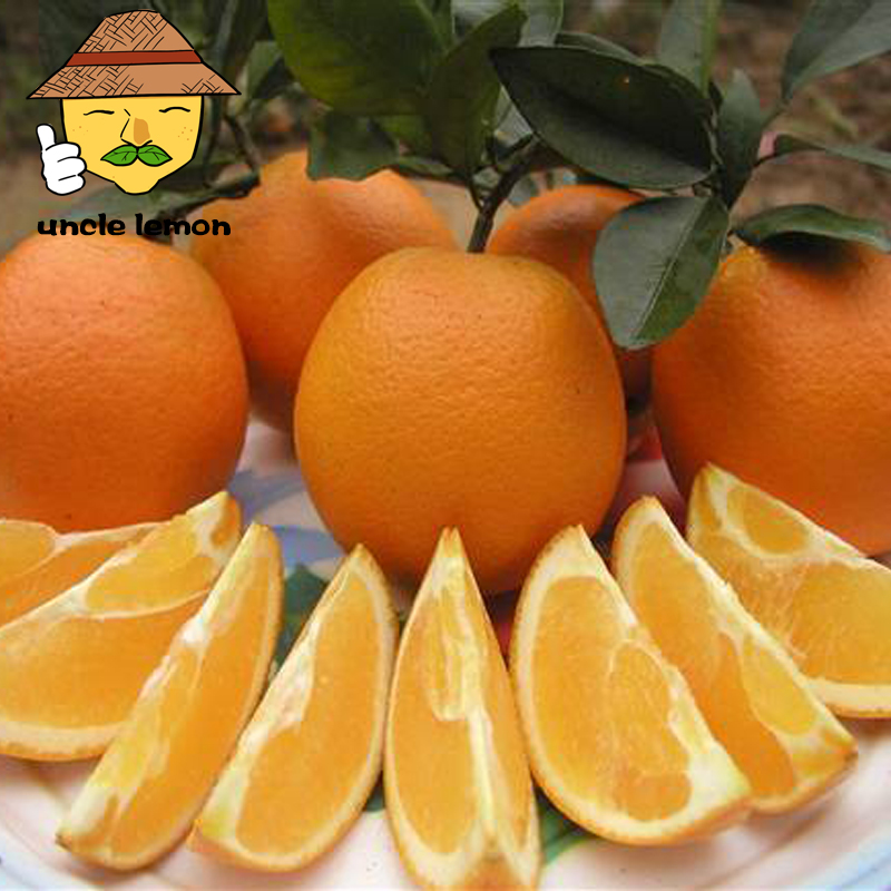 uncle lemon四川脐橙高山橙子手剥橙皮薄多汁不打蜡当季水果现摘新鲜 9斤家庭装 大果(果径70MM以上)