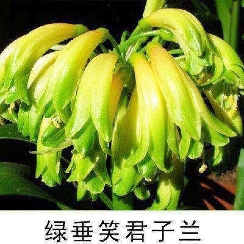 芗苒君子兰花苗元帅君子兰绿花君子兰盆栽花卉植物阳台植物含育苗盆