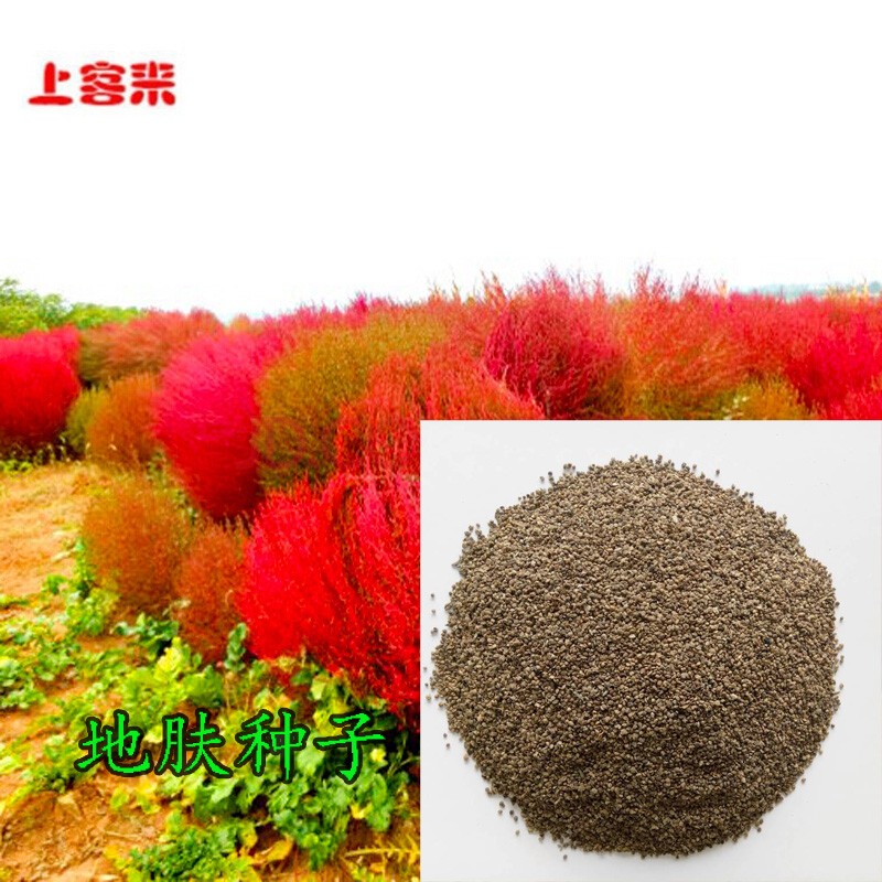 地肤种子地肤子园林景观花海种子老株可作扫帚地肤种子 红叶地肤种子