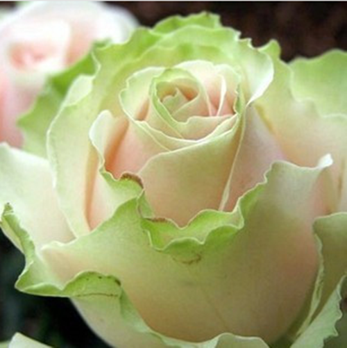 玫瑰花苗盆栽树苗四季开花花卉植物大花月季花苗扦插苗 绿云【10棵】