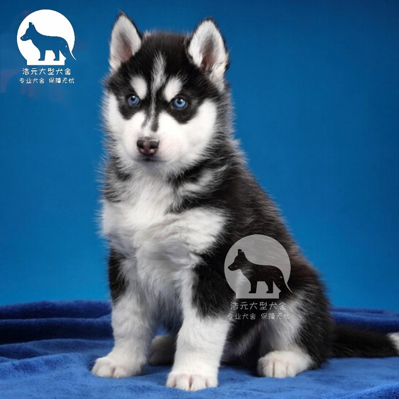 纯种哈士奇幼犬中型犬蓝眼哈士奇活体雪橇犬二哈狗活幼体宠物狗狗
