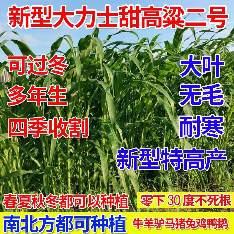 谷真进口大力士甜高粱种子四季养殖牛羊猪鸡鸭鹅鱼牧草饲用甜高粱草籽