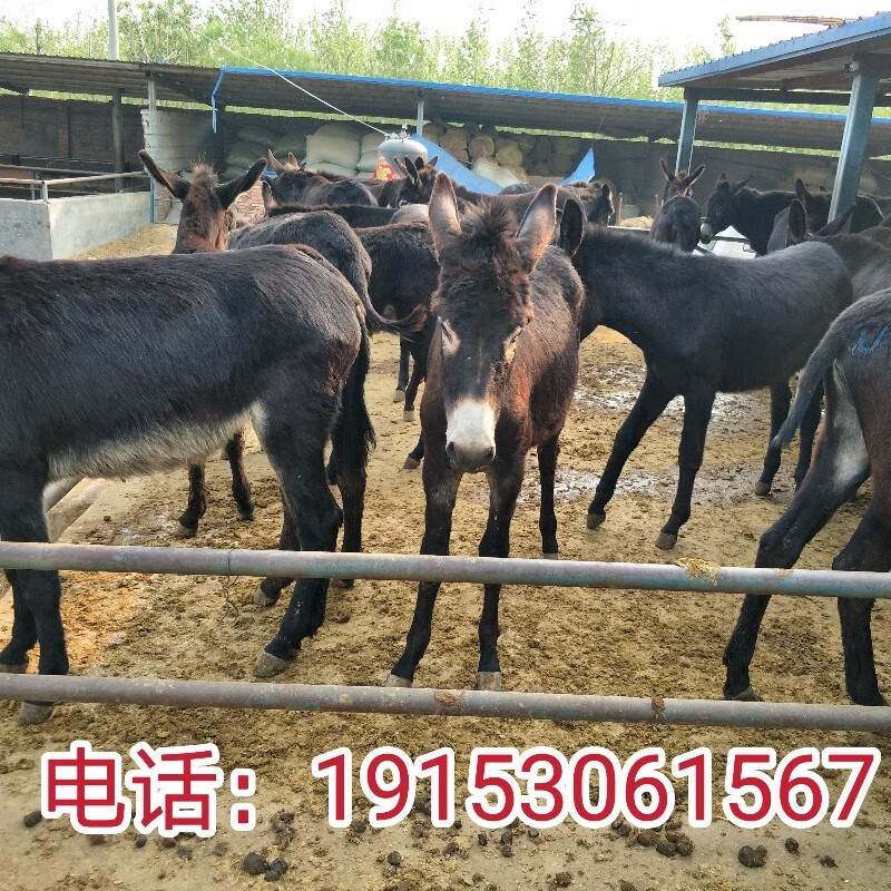 三粉驴活体德州驴活苗杂交肉驴活物乌头驴怀孕母驴种驴养殖技术