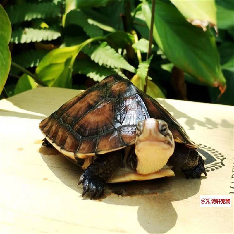 诗轩【招财旺宅】乌龟 招财石金龟 黄金龟 乌龟活体 乌龟活物  观赏龟 2-3两（约8-9厘） 一只 孤单