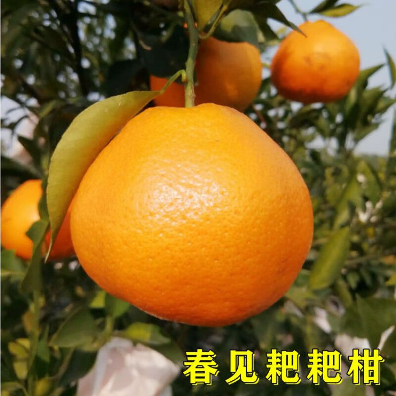 正宗春见耙耙柑树苗新品种嫁接无核粑粑柑子树苗耐寒当年结果树苗