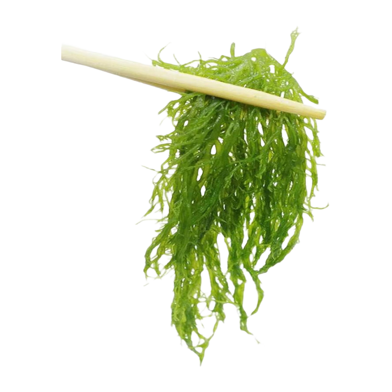 海藻海草龍須菜2斤/5斤涮菜涼拌菜石花菜冷菜 綠色龍須菜 5斤