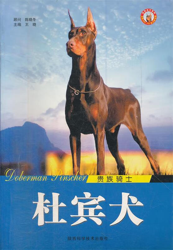 贵族骑士杜宾犬