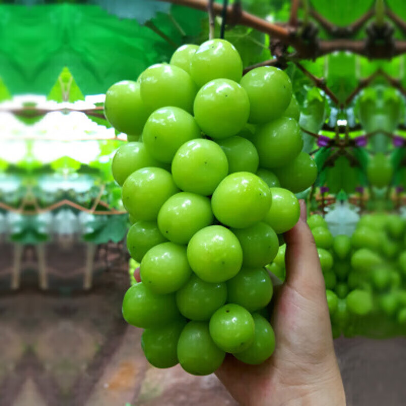 ����������Ʒ������������ ����õ���޺��������� ������������ 2����(һ����)