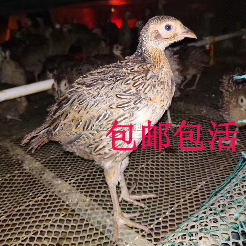 正宗七彩山鸡苗半大脱温养殖火麒麟宠物观赏鸡半斤小山鸡活苗 4-6两脱