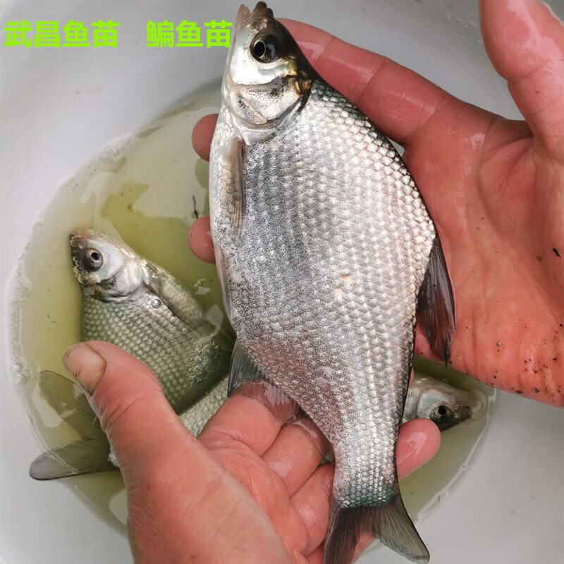 达泽侠武昌鱼鱼苗鳊鱼苗团头鲂缩项鳊鲳鱼活体武昌鱼水花重庆发货包活