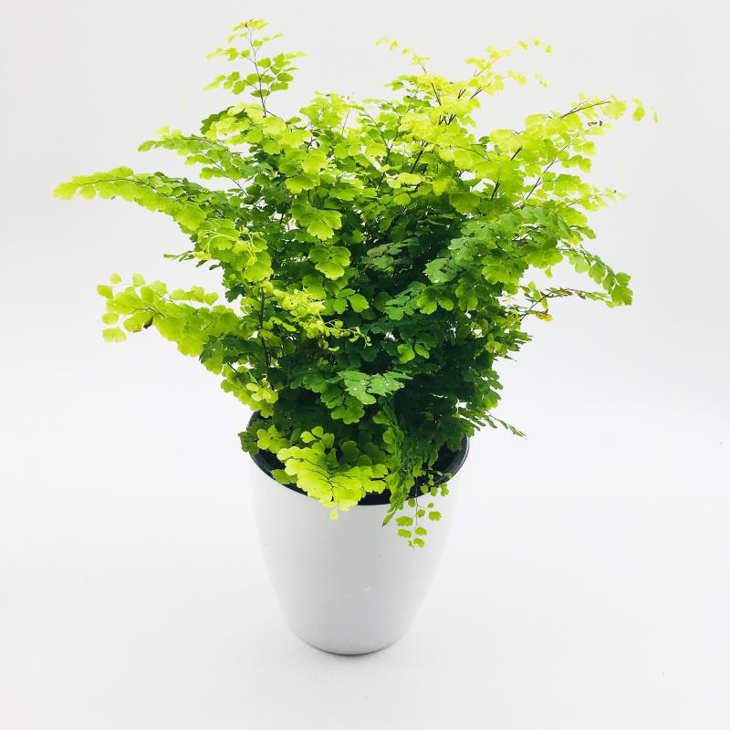 菊室内植物 植物 绿植花卉盆栽 观叶植物小绿植水培观叶 铁线蕨 吸水