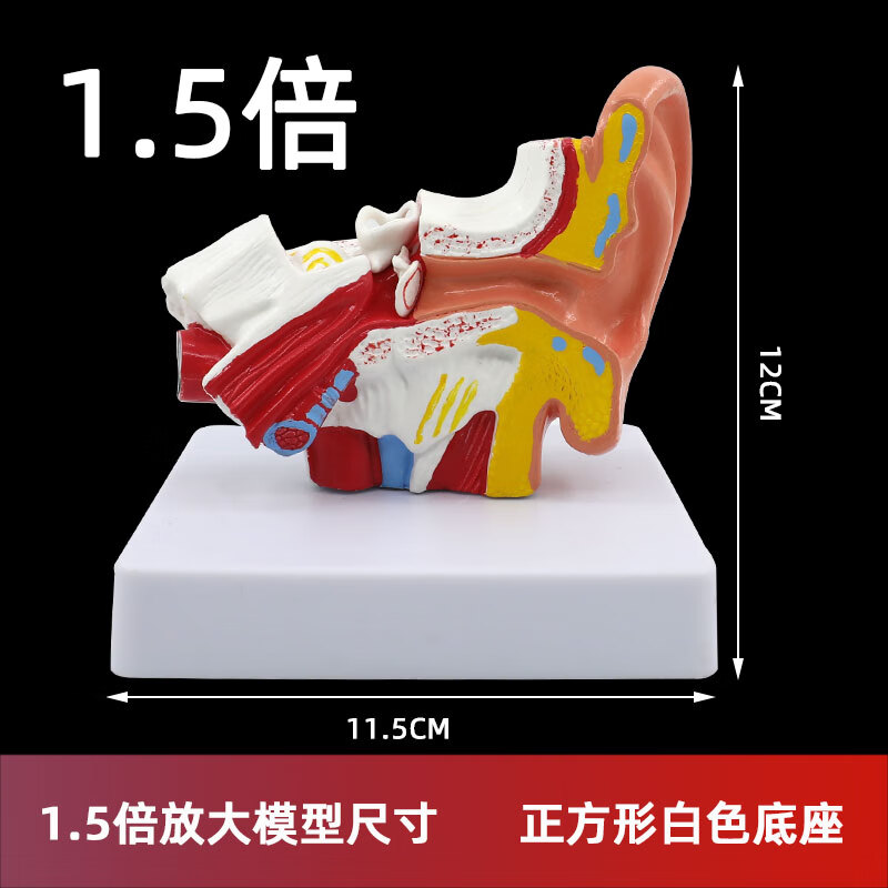 构造解剖模型人耳解剖采耳教学培训耳鼻喉科教学展示内耳结构医学模型