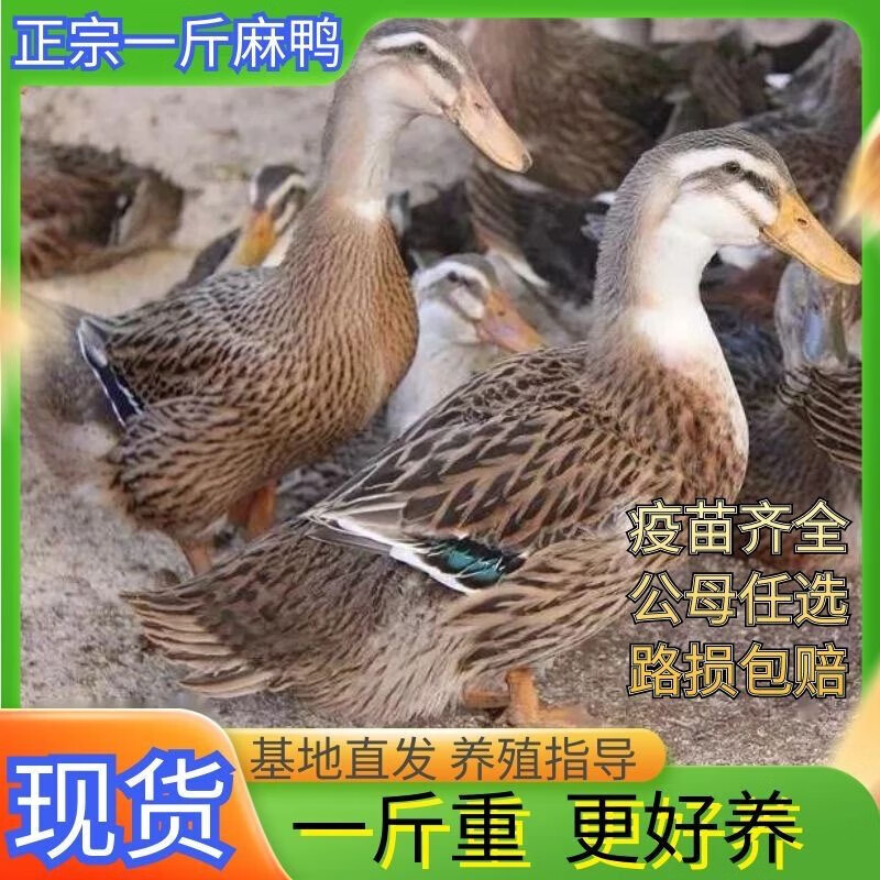 正宗一斤麻鴨活苗純種水鴨土鴨活鴨苗全母產蛋鴨脫溫包活到家 8只半斤麻鴨【4公4母】