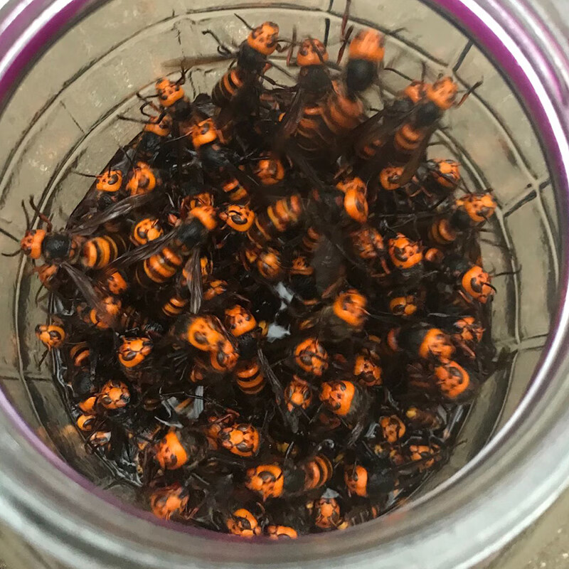 虎头蜂 金环虎头蜂蜂散装大黄蜂马蜂泡酒料黑尾蜂活体新鲜蜂蛹110只