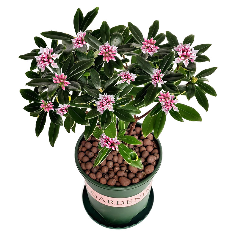 金边瑞香盆栽室内耐寒花卉植物浓香带花苞花开浓香室外四季花卉绿植