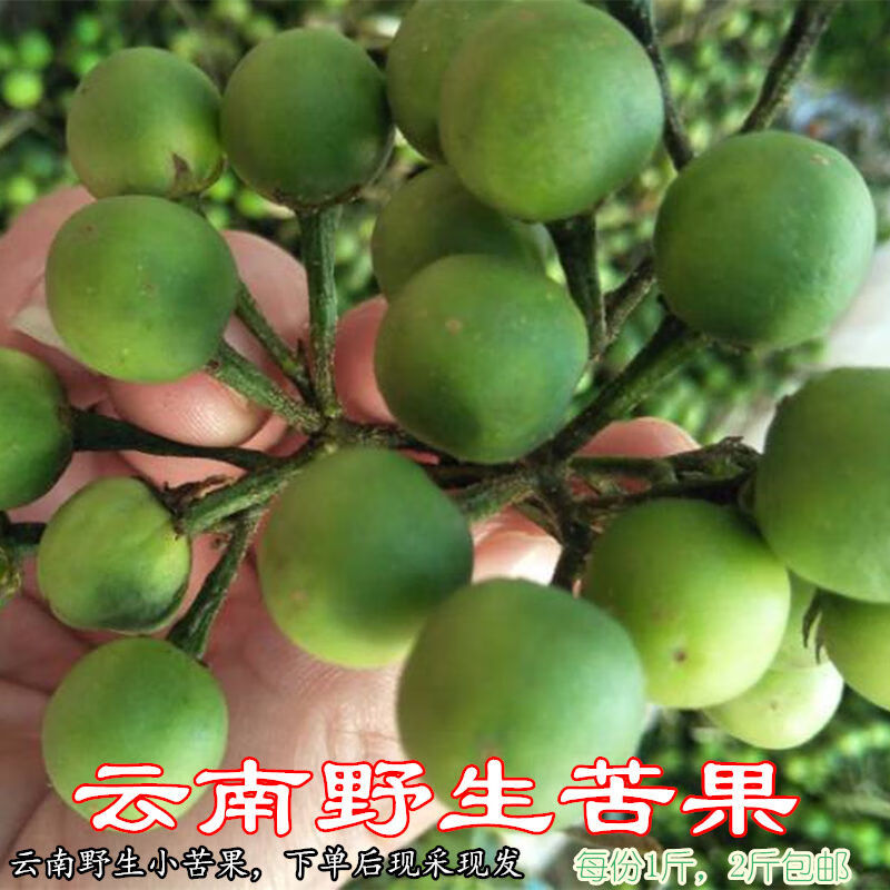 伟博 云南苦果 小苦果苦茄小圆幼青茄苦凉野果新鲜蔬菜2斤 500