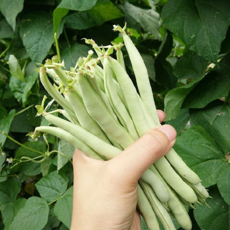 泰国无筋架豆种子长芸豆菜豆青豆高产春季秋冬四季菜种子盆栽豆角籽