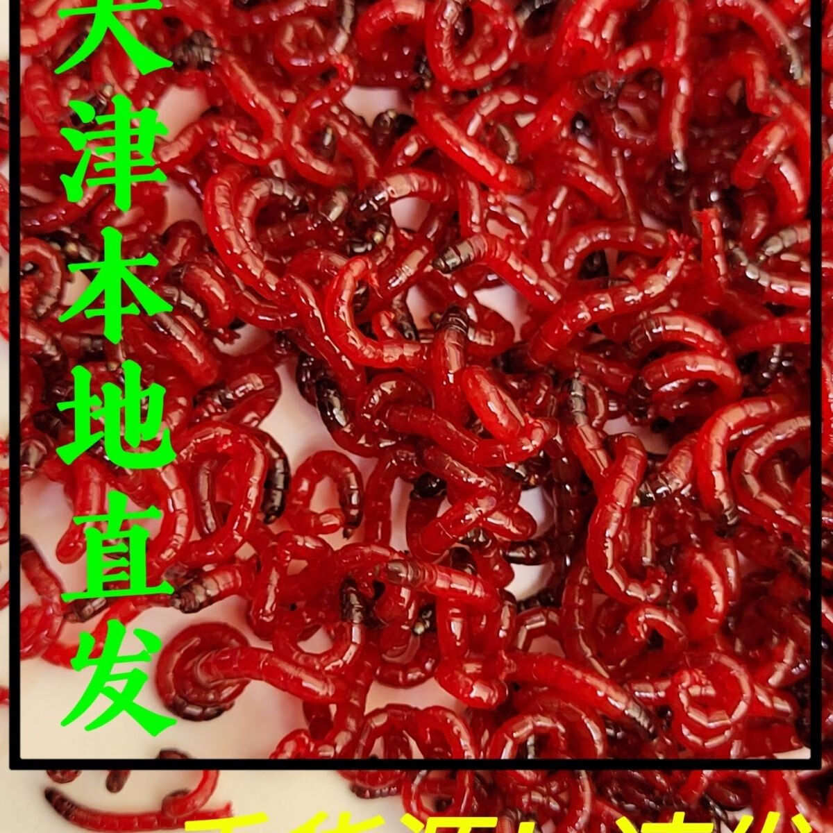 维诺亚红虫活饵鲜活天津特大号虫活体虫拉饵钓鱼鲫鱼鱼饵野钓饵料批发