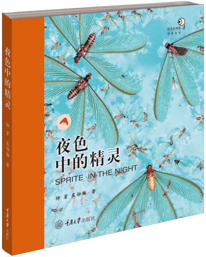 夜色中的精灵