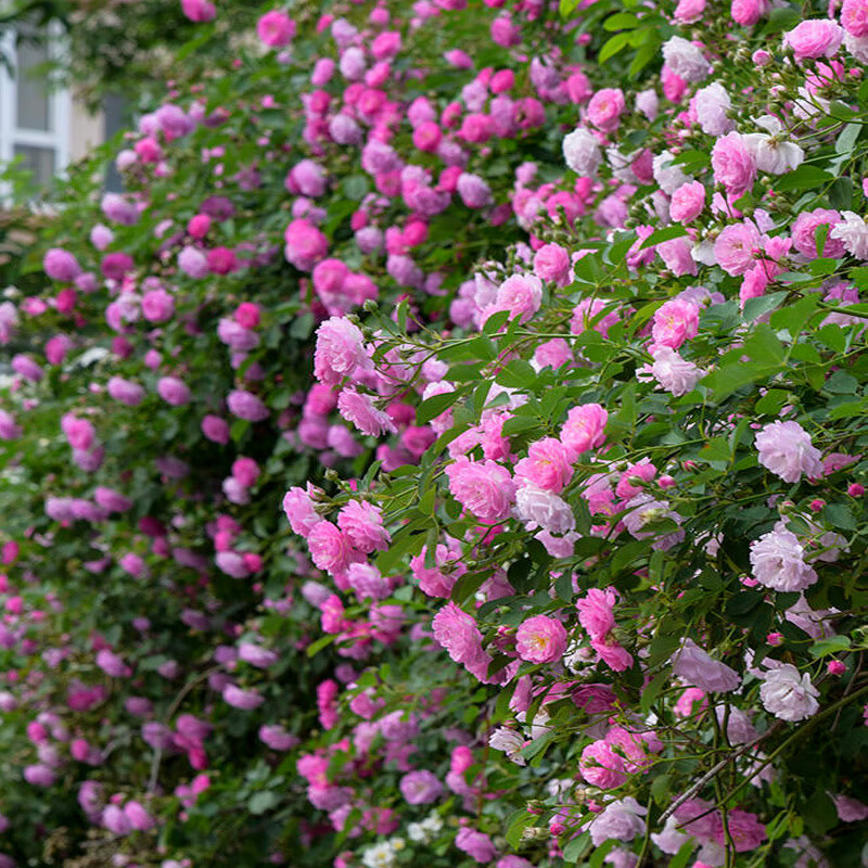 采缇十姐妹蔷薇花苗七姊妹爬藤月季阳台庭院四季无刺蔷薇七姐妹粉色
