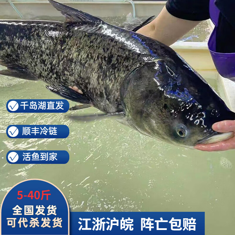 沢素湾千岛湖胖头鱼  活鱼到家千岛湖活鱼特产鱼节送礼盒送礼 20斤活鱼