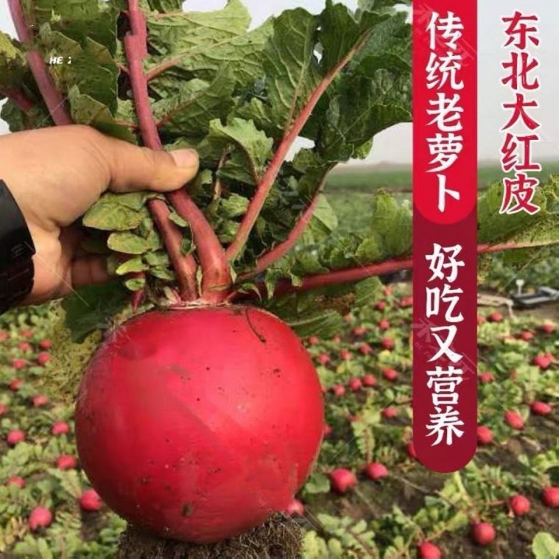 东北大红萝卜生吃萝卜大红袍圆萝卜新鲜农家蔬菜甜脆生吃5斤 5-5.