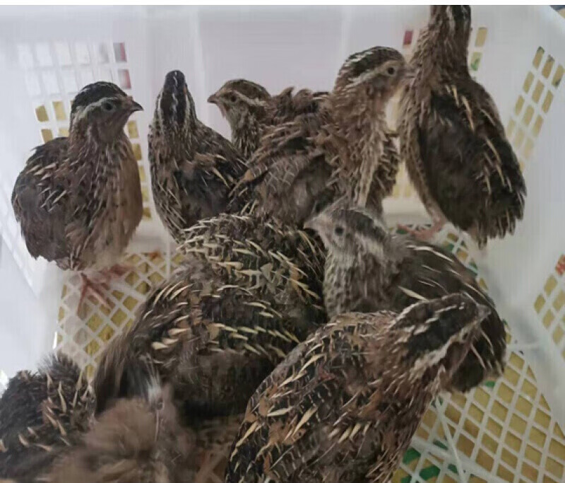 览止下蛋鹌鹑鸟活体鹌鹑繁殖用种鹌鹑青年黑羽鹌鹑活体宠 鹌鹑1公1母