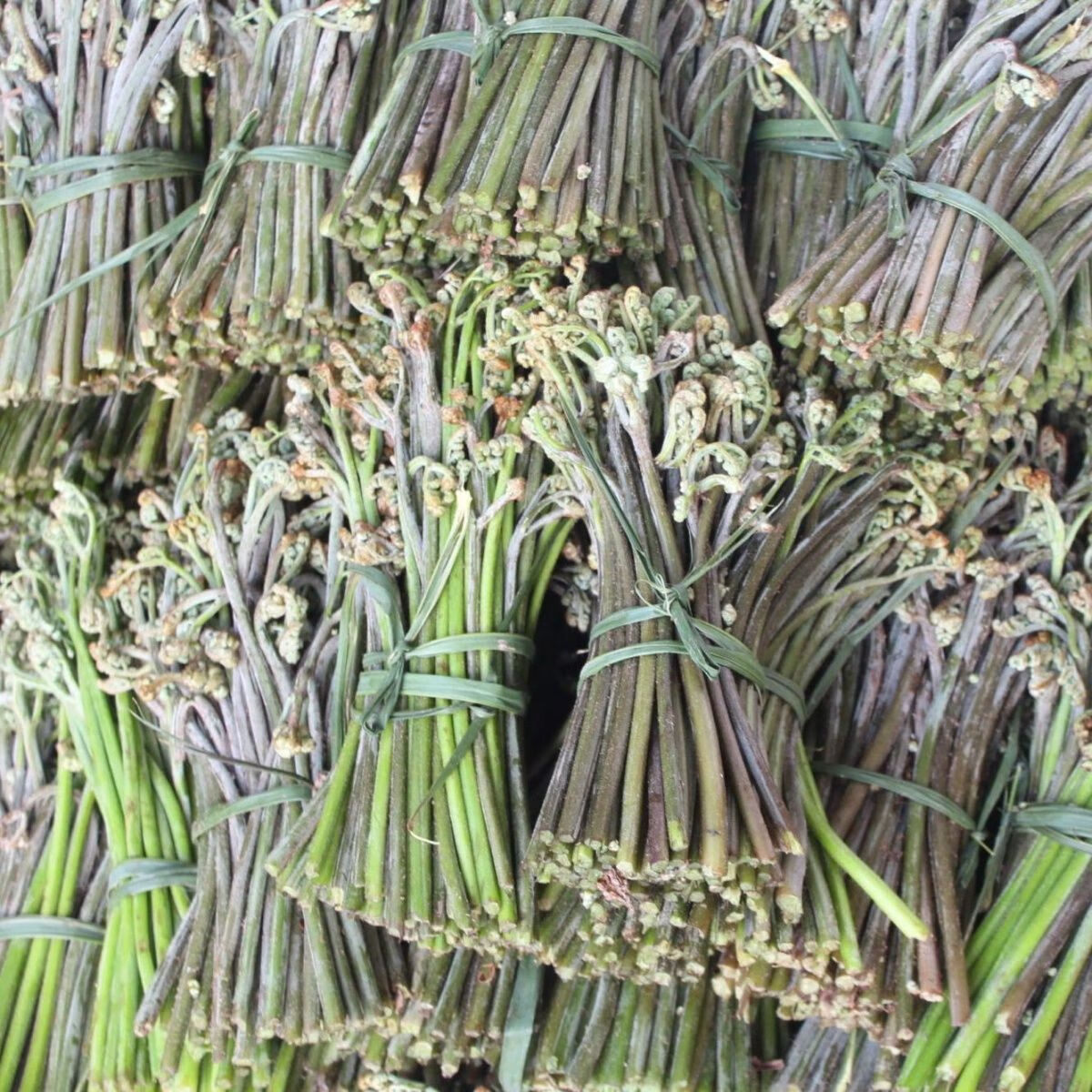 贵州新鲜蕨菜野生现摘甜蕨山野菜拳头菜猫爪菜龙爪菜厥菜蕨苔应季 1斤