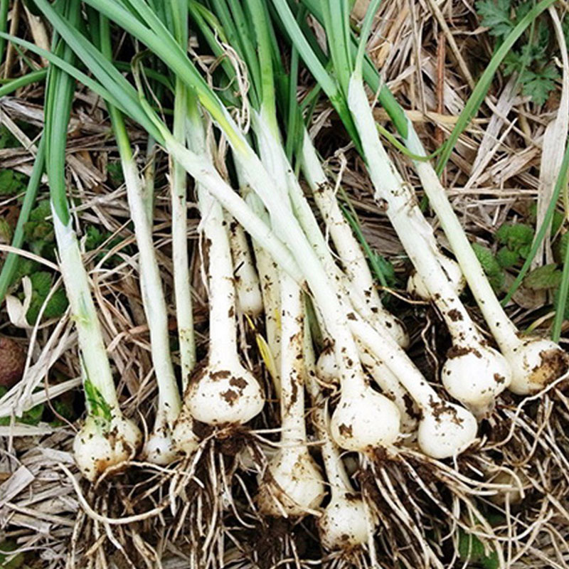 花如嫣野菜小根蒜种子野韭葱野葱野蒜籽春四季阳台盆栽大脑瓜蔬菜种籽