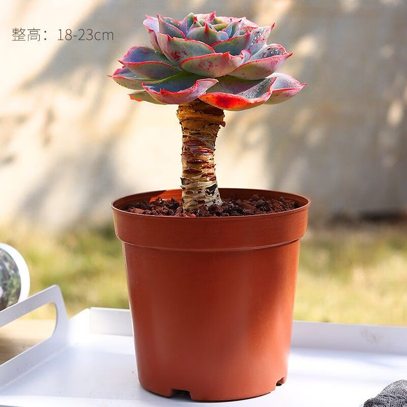 耘沫胭达芬奇密码多肉植物稀有品种大株罕见老桩超大石莲肉肉盆栽好养