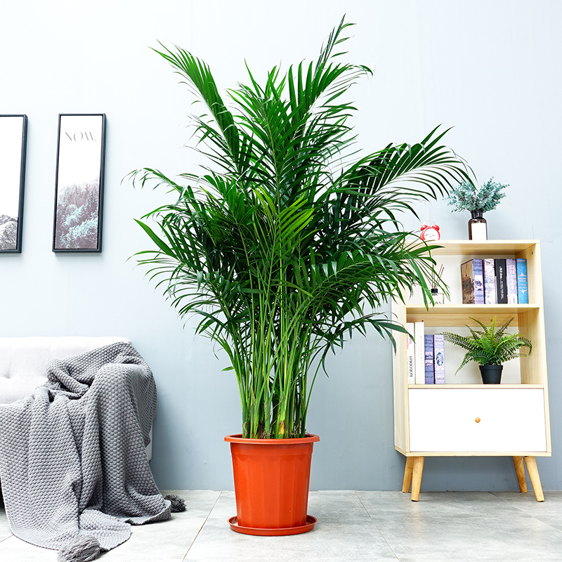 浅笑心柔富贵椰子盆栽室内室内大型热带风情绿植净化空气美观绿化