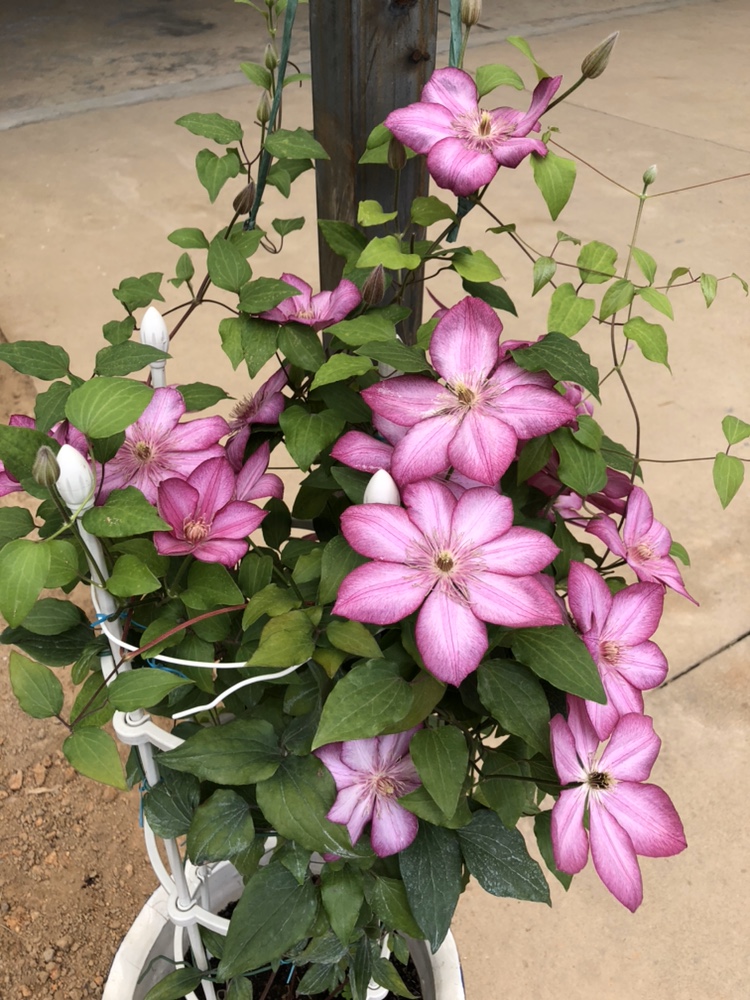 直播铁线莲  爬藤植物盆栽重瓣大花庭院攀援四季开花绿植 花卉 直播49