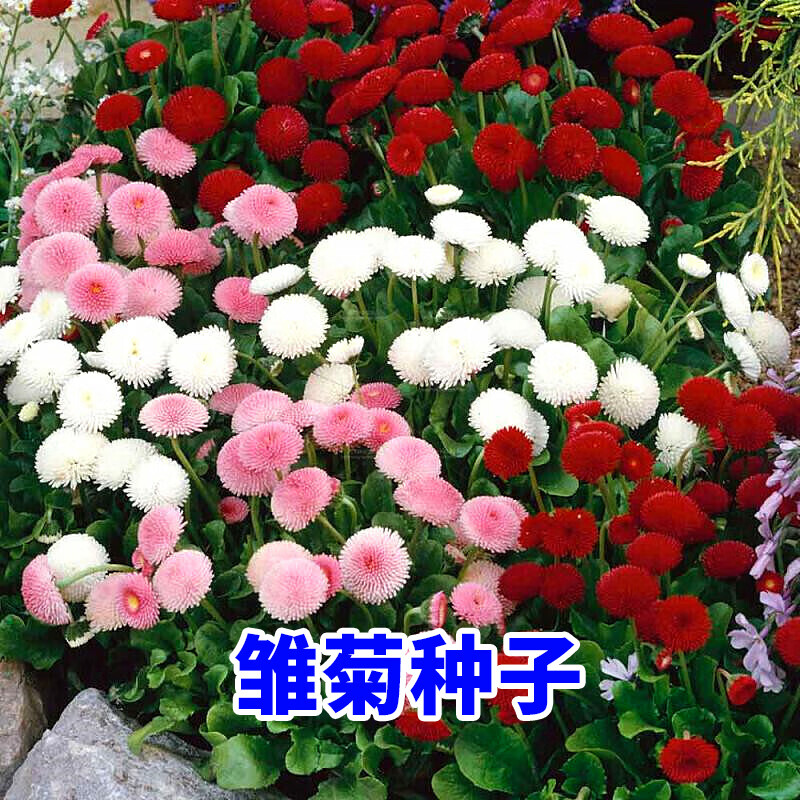 碧鼎花种子四季种易活小雏菊易种活室外花卉开花庭院盆栽花种籽子