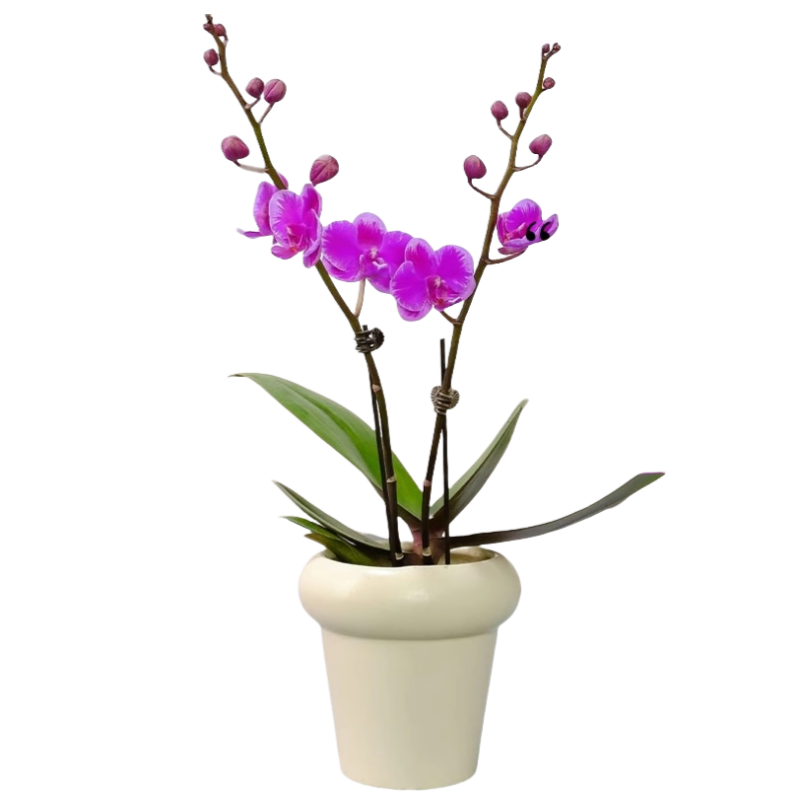 ڲźԴʻܿ˫ݸ߼ļҵǨ ʯ+СԲ