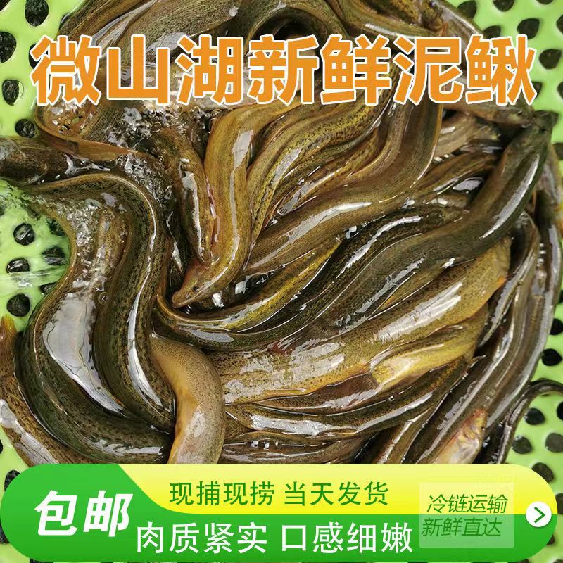 鲜湘正宗微山湖泥鳅地龙鲜活水产现捕现杀活体黄泥鳅青泥鳅大泥鳅批发
