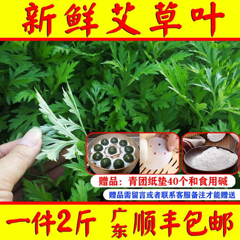吉柚来新鲜艾草叶生艾叶食用清明草青团糍粑艾粄当天采摘发出 新鲜