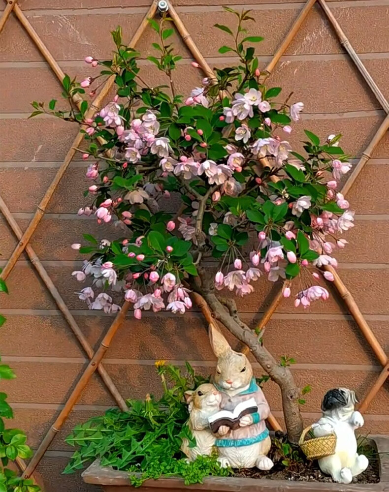 花如嫣绚丽四季海棠花树苗盆栽西府海棠花庭院阳台耐寒花卉植物垂丝