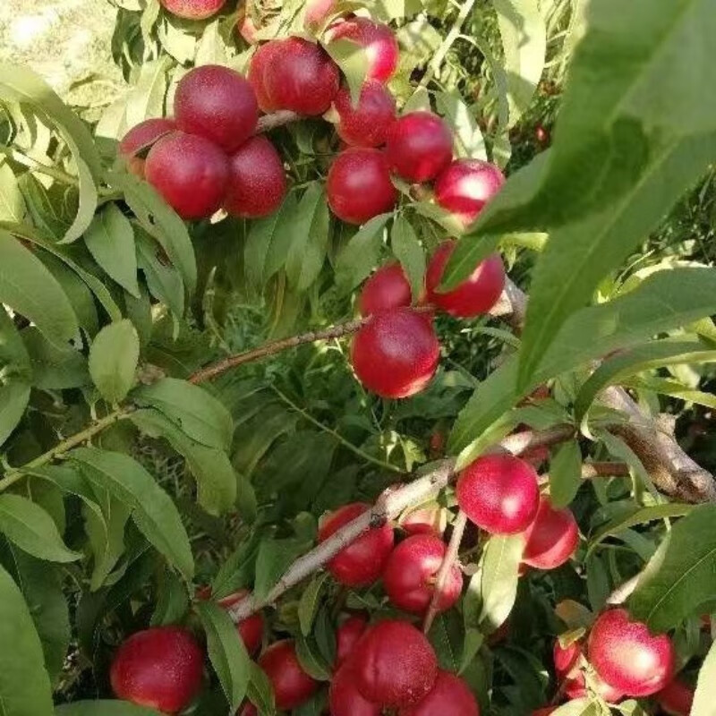 鹏翔宇【顺丰包邮】正宗珍珠枣油桃脆甜枣桃油桃枣蜜桃整箱新鲜应季水果 早熟珍珠枣油桃【白核微酸半离核】 净重4.5-5斤【店长推荐】