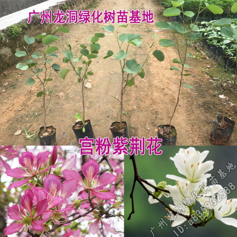 紫荆花观叶观花植物宫粉紫荆树庭院道路盆栽地栽优良开花树种 白色